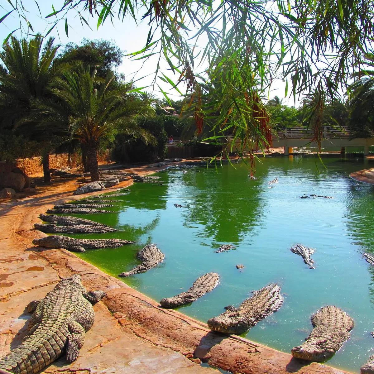 Park Djerba Explore con laguna dei coccodrilli a Djerba